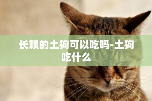 長賴的土狗可以吃嗎-土狗吃什么