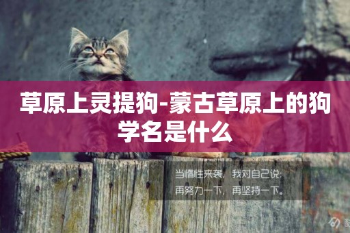 草原上靈提狗-蒙古草原上的狗學名是什么
