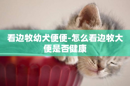看邊牧幼犬便便-怎么看邊牧大便是否健康