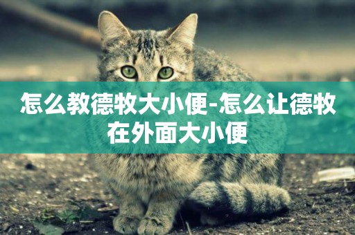 怎么教德牧大小便-怎么讓德牧在外面大小便