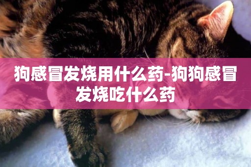 狗感冒發燒用什么藥-狗狗感冒發燒吃什么藥