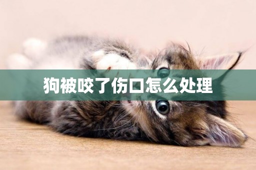 狗被咬了傷口怎么處理