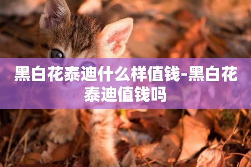 黑白花泰迪什么樣值錢-黑白花泰迪值錢嗎