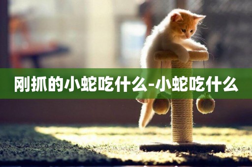 剛抓的小蛇吃什么-小蛇吃什么