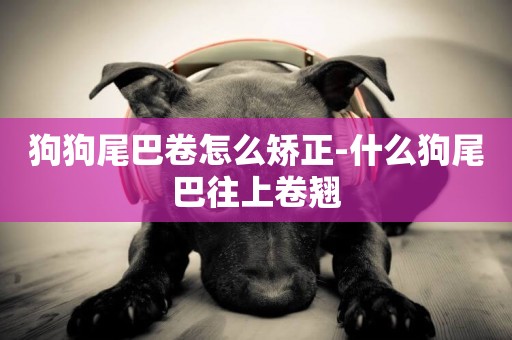 狗狗尾巴卷怎么矯正-什么狗尾巴往上卷翹