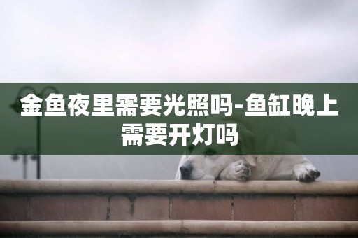 金魚夜里需要光照嗎-魚缸晚上需要開燈嗎