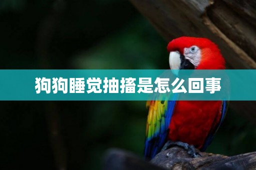 狗狗睡覺抽搐是怎么回事