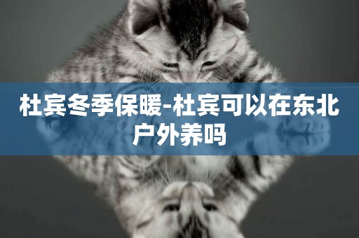 杜賓冬季保暖-杜賓可以在東北戶外養嗎