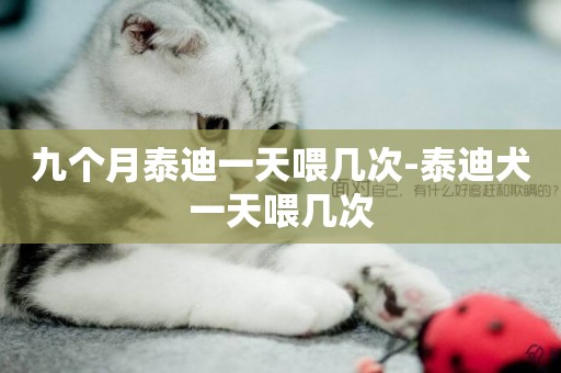 九個月泰迪一天喂幾次-泰迪犬一天喂幾次