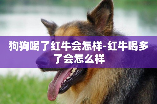 狗狗喝了紅牛會怎樣-紅牛喝多了會怎么樣