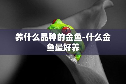 養什么品種的金魚-什么金魚最好養