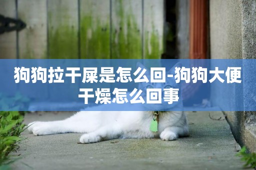 狗狗拉干屎是怎么回-狗狗大便干燥怎么回事
