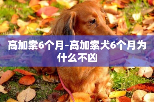 高加索6個月-高加索犬6個月為什么不兇