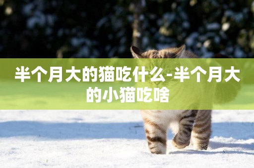 半個月大的貓吃什么-半個月大的小貓吃啥