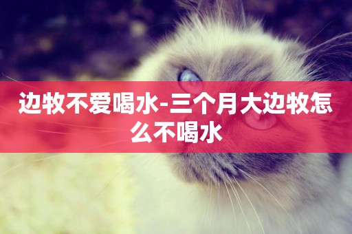 邊牧不愛喝水-三個月大邊牧怎么不喝水