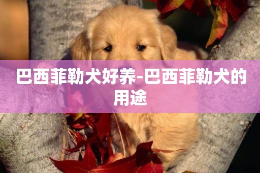 巴西菲勒犬好養-巴西菲勒犬的用途