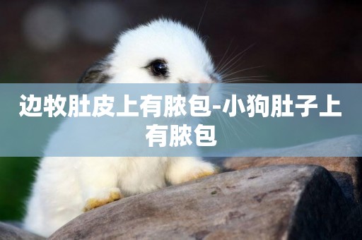 邊牧肚皮上有膿包-小狗肚子上有膿包