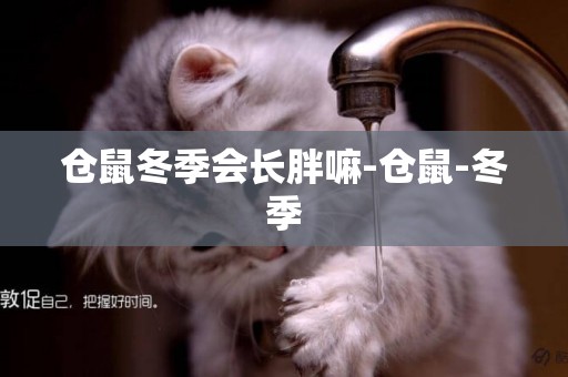 倉鼠冬季會長胖嘛-倉鼠-冬季