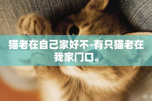 貓老在自己家好不-有只貓老在我家門口。