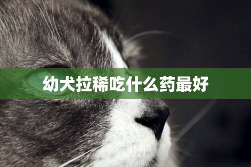 幼犬拉稀吃什么藥最好