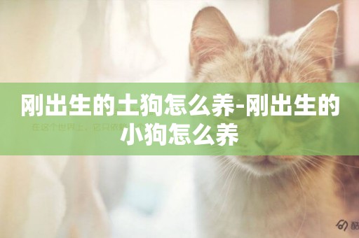 剛出生的土狗怎么養-剛出生的小狗怎么養