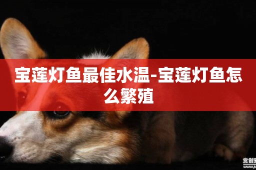 寶蓮燈魚最佳水溫-寶蓮燈魚怎么繁殖