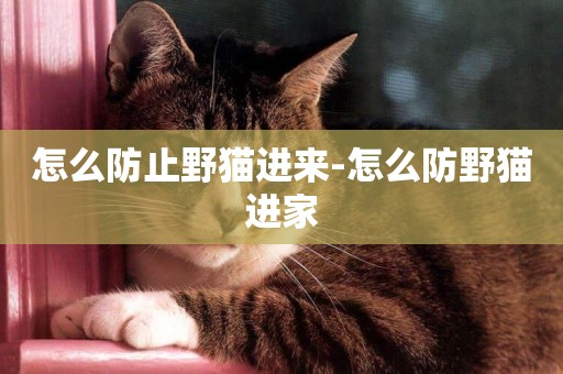 怎么防止野貓進來-怎么防野貓進家