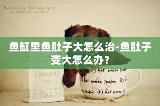 魚缸里魚肚子大怎么治-魚肚子變大怎么辦？