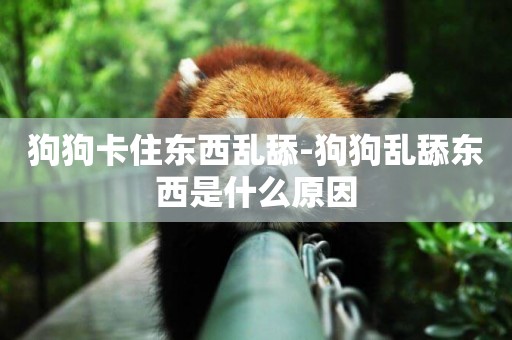 狗狗卡住東西亂舔-狗狗亂舔東西是什么原因