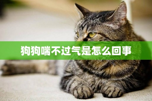 狗狗喘不過氣是怎么回事
