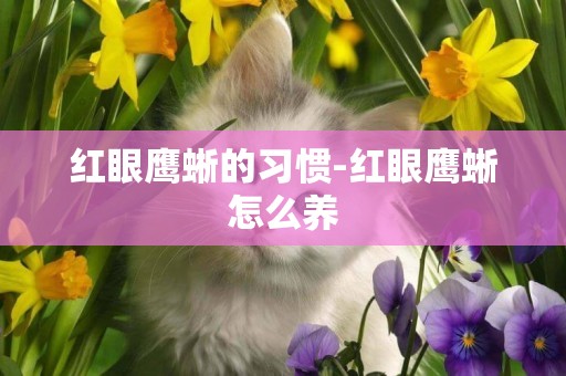 紅眼鷹蜥的習慣-紅眼鷹蜥怎么養