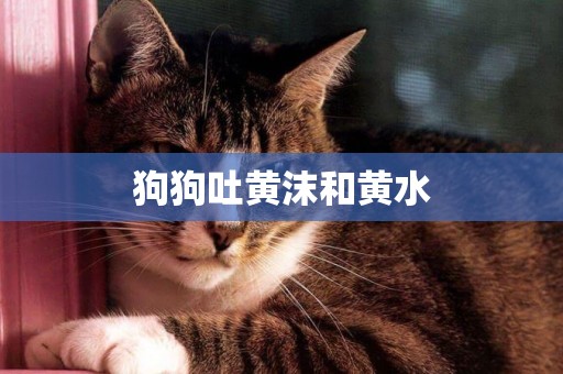 狗狗吐黃沫和黃水