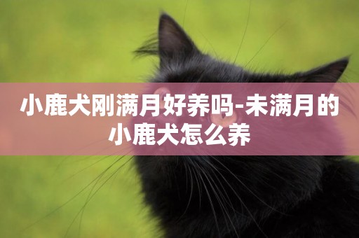 小鹿犬剛滿月好養嗎-未滿月的小鹿犬怎么養