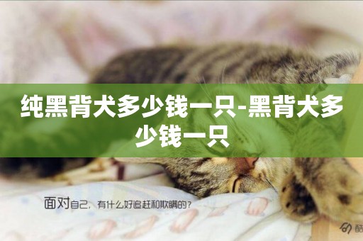 純黑背犬多少錢一只-黑背犬多少錢一只