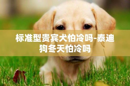 標準型貴賓犬怕冷嗎-泰迪狗冬天怕冷嗎