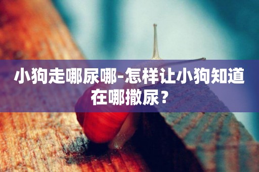 小狗走哪尿哪-怎樣讓小狗知道在哪撒尿？