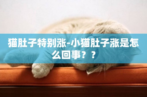 貓肚子特別漲-小貓肚子漲是怎么回事？？