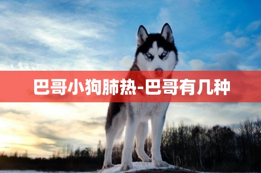 巴哥小狗肺熱-巴哥有幾種