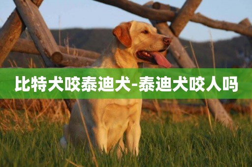 比特犬咬泰迪犬-泰迪犬咬人嗎