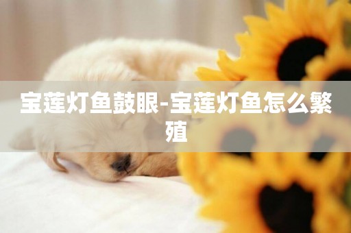寶蓮燈魚鼓眼-寶蓮燈魚怎么繁殖