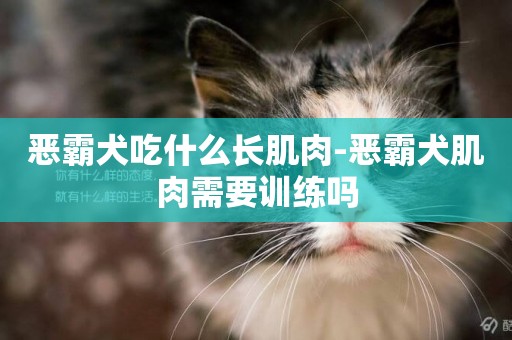 惡霸犬吃什么長肌肉-惡霸犬肌肉需要訓練嗎