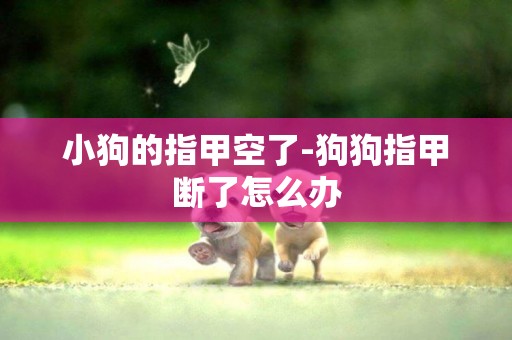 小狗的指甲空了-狗狗指甲斷了怎么辦