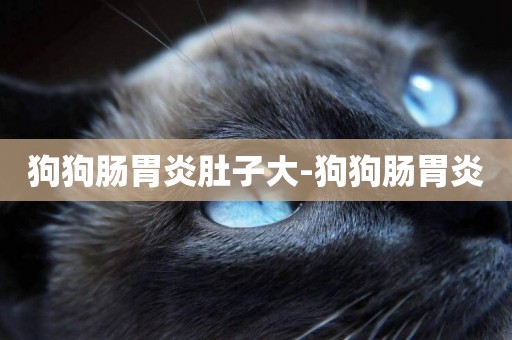 狗狗腸胃炎肚子大-狗狗腸胃炎