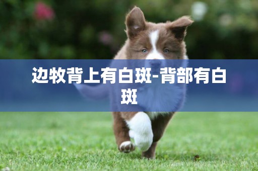 邊牧背上有白斑-背部有白斑