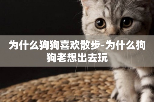 為什么狗狗喜歡散步-為什么狗狗老想出去玩