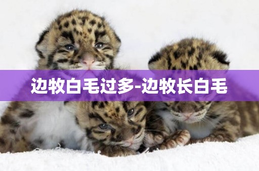邊牧白毛過多-邊牧長白毛