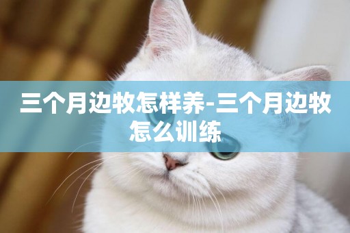 三個月邊牧怎樣養-三個月邊牧怎么訓練