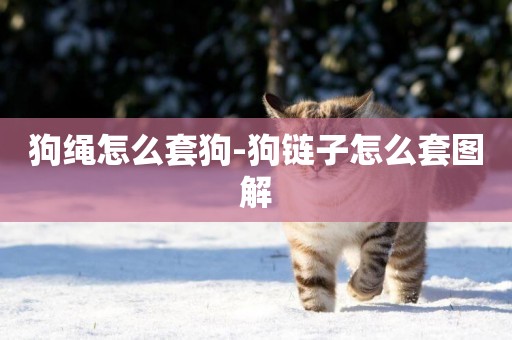 狗繩怎么套狗-狗鏈子怎么套圖解