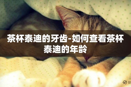 茶杯泰迪的牙齒-如何查看茶杯泰迪的年齡