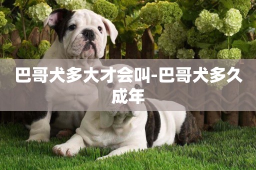 巴哥犬多大才會叫-巴哥犬多久成年